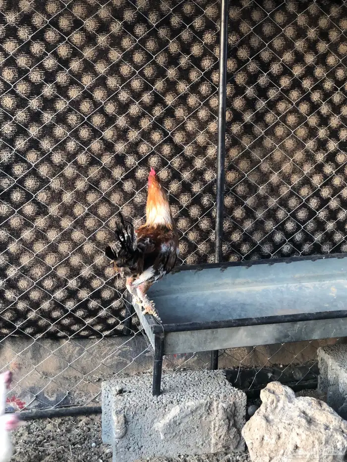 دجاج بلدي 1