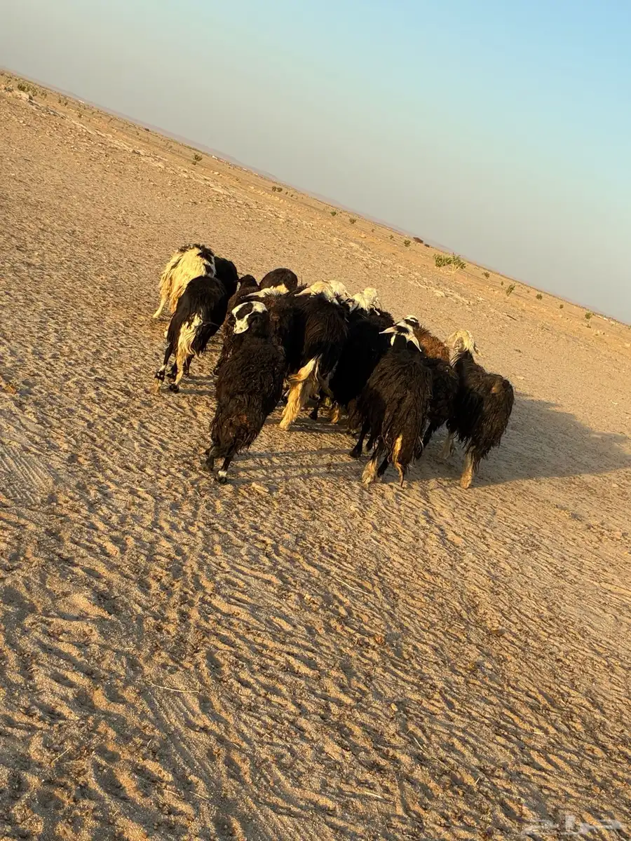 للبيع غنم نجد دفيع وضريع 0