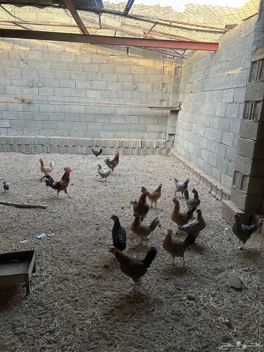 دجاج بلدي حظان نظيف الصحه ممتازه 3