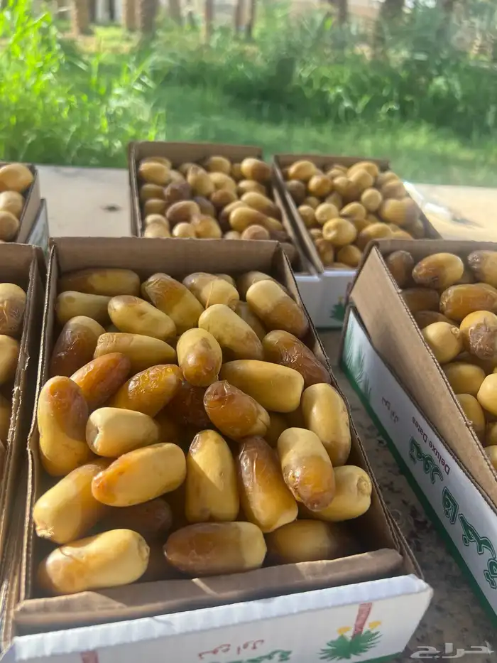 رطب عضوي 100   خراف يومي المزاحمية 0