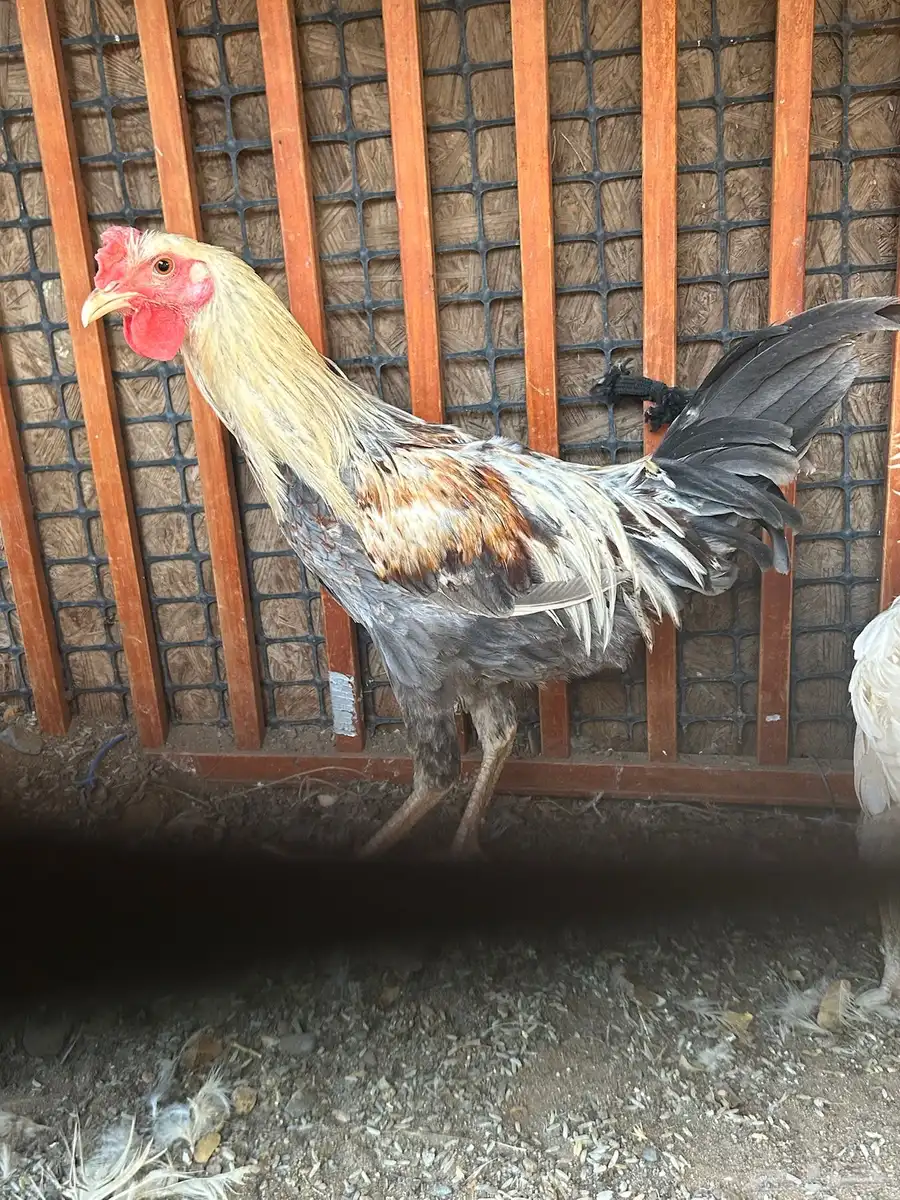 ديك ودجاجه بياضه 3