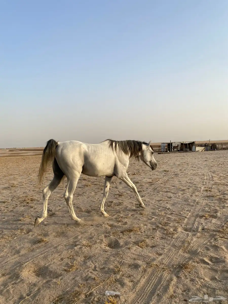 حصان عربي واهو 1