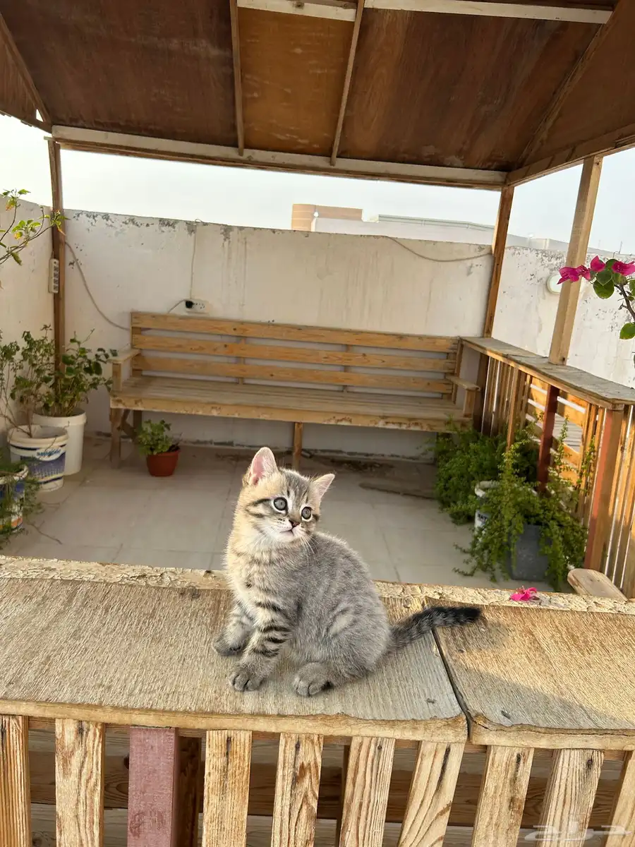 قطط كيتن سكوتش فولد وستريت للبيع 14