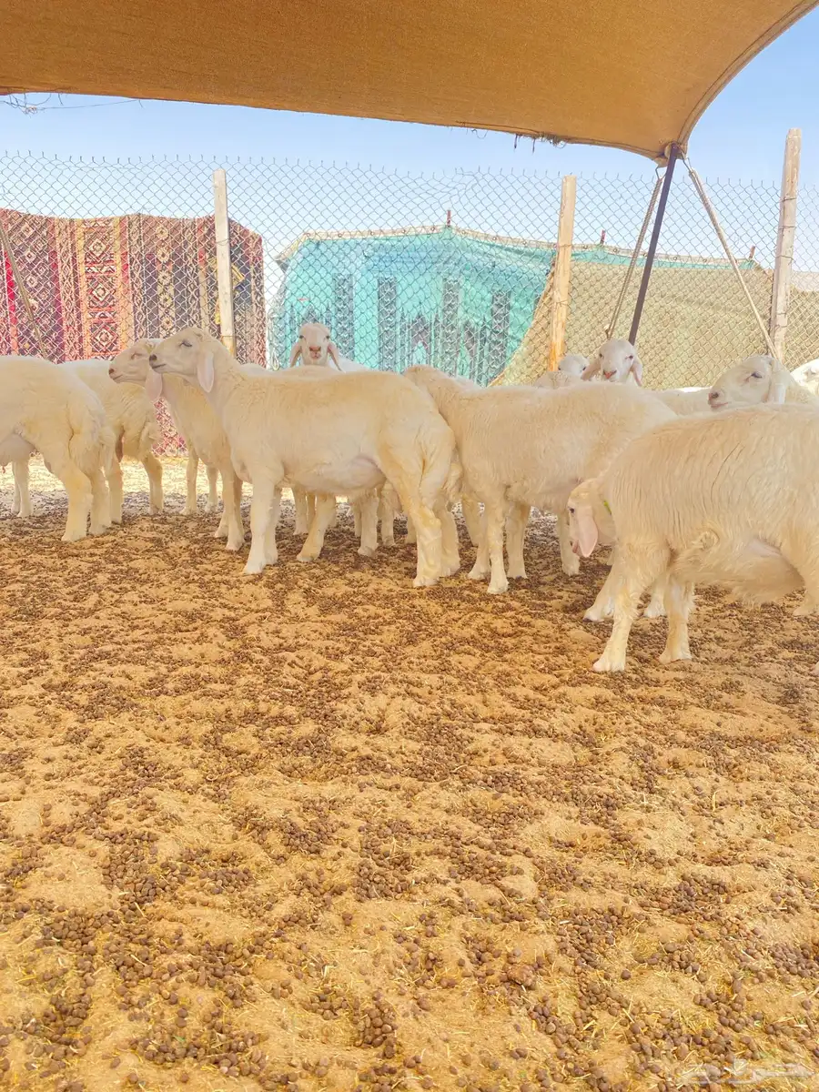 خرفان حريات 2
