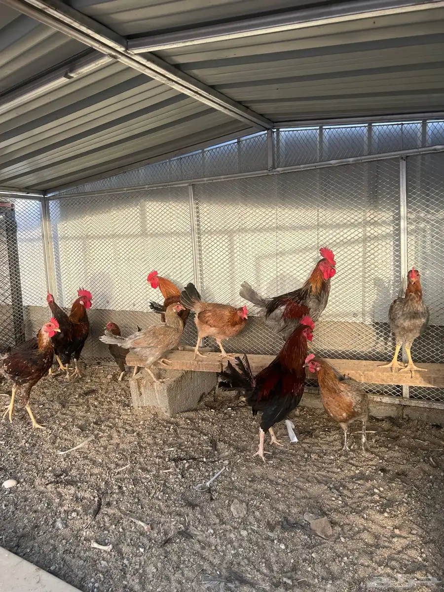 دجاج بلدي حظان نظيف الصحه ممتازه 1