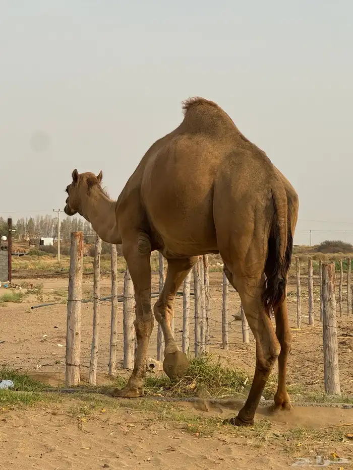 جمل ساحلي 3