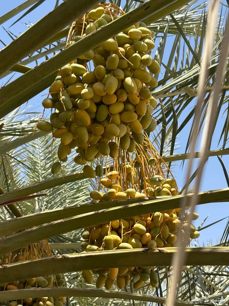 محصول 1000 نخله خلاص للبيع 1