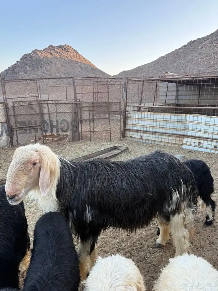 خروف للبيع 0