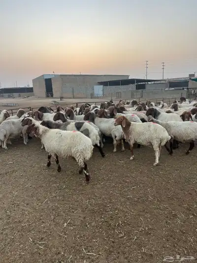 مشاء الله العداد 70 راس شرط الدفيع 2