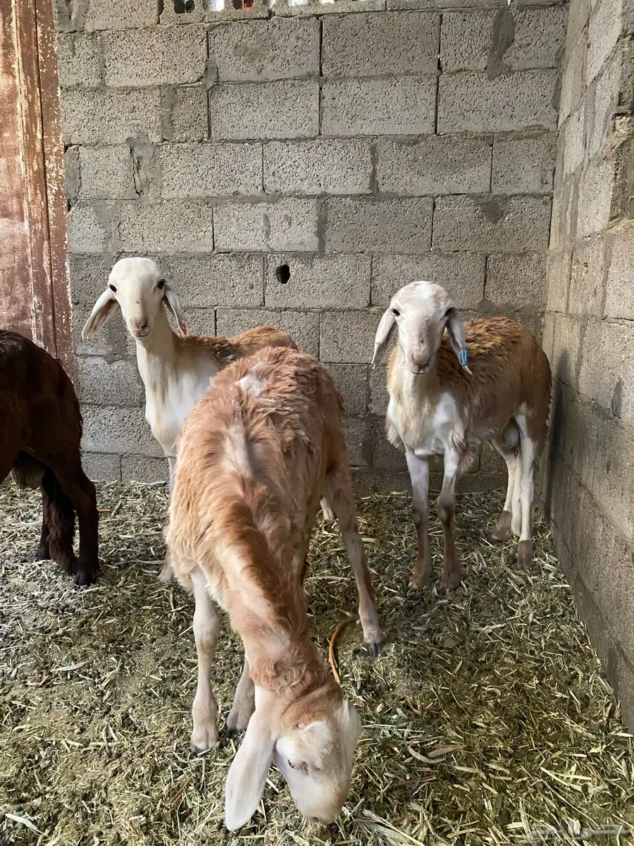 غنم سواكني أربع ذبايح تحت الفل 4