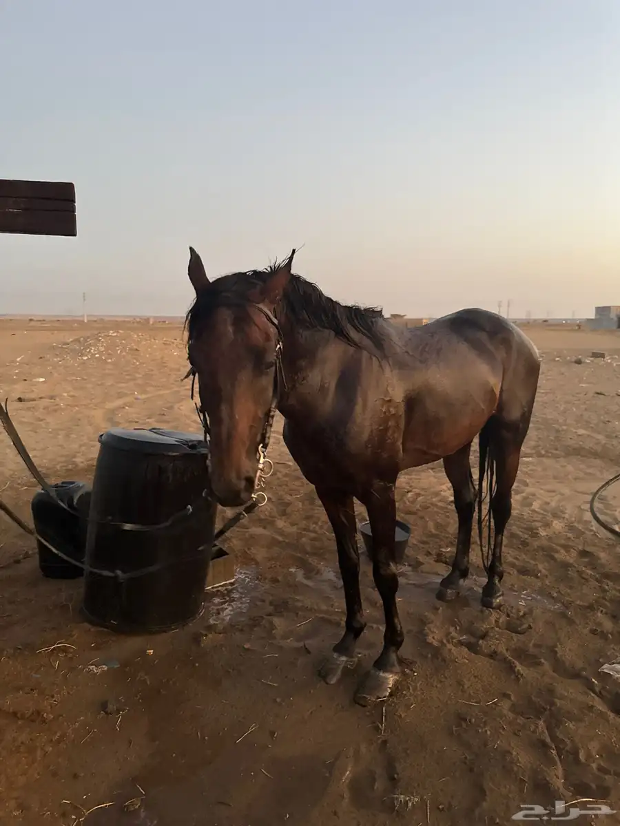 للبيع حصان 1
