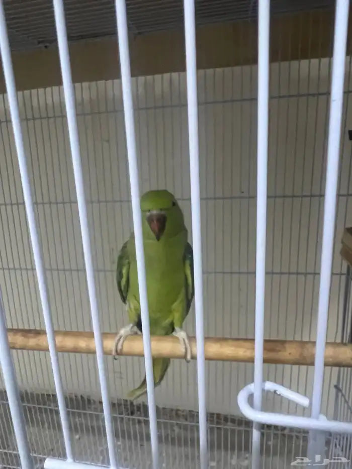 جوزين ببغاء دره منتجين شرط 1