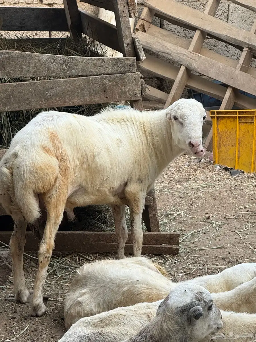 كبش 9