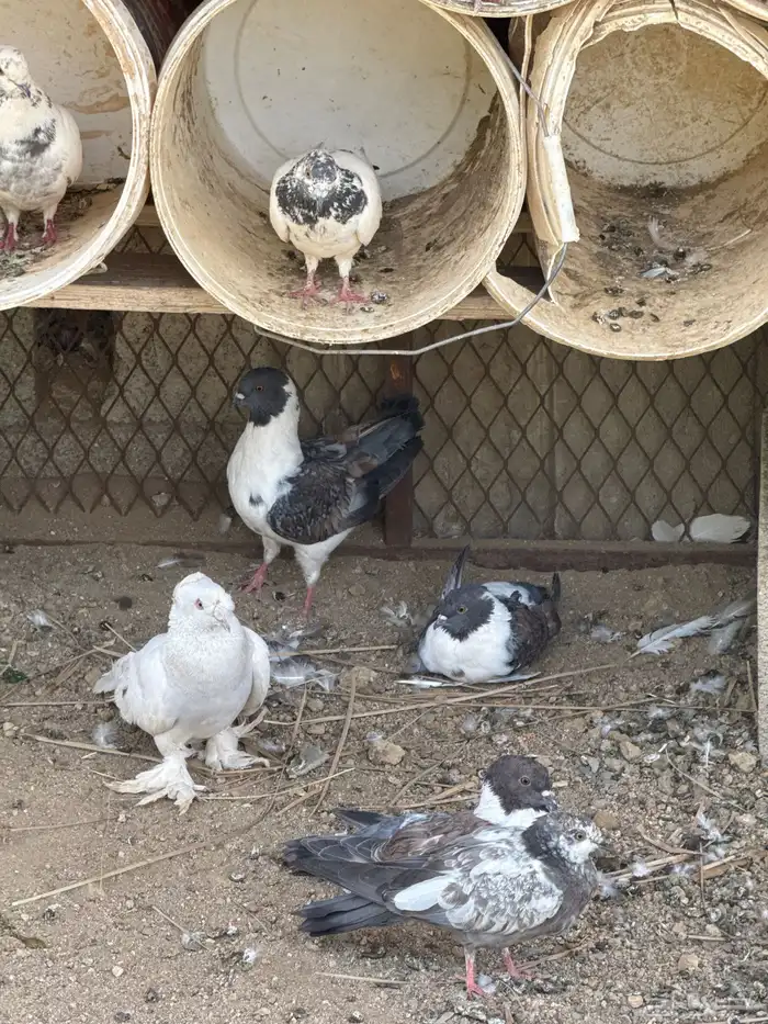 حمام البيع 6