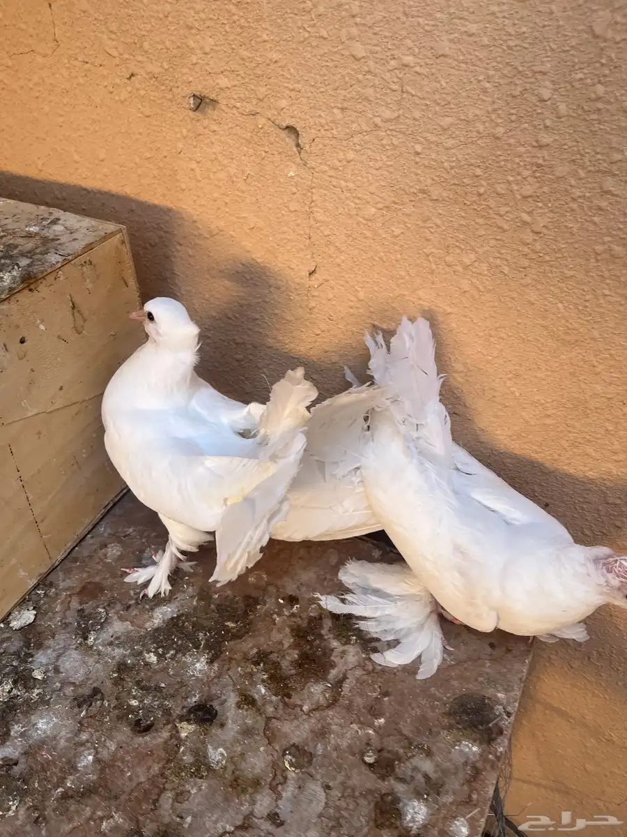 فراخ رقاصي اربع اجواز السوم وصل الجوز 25 2
