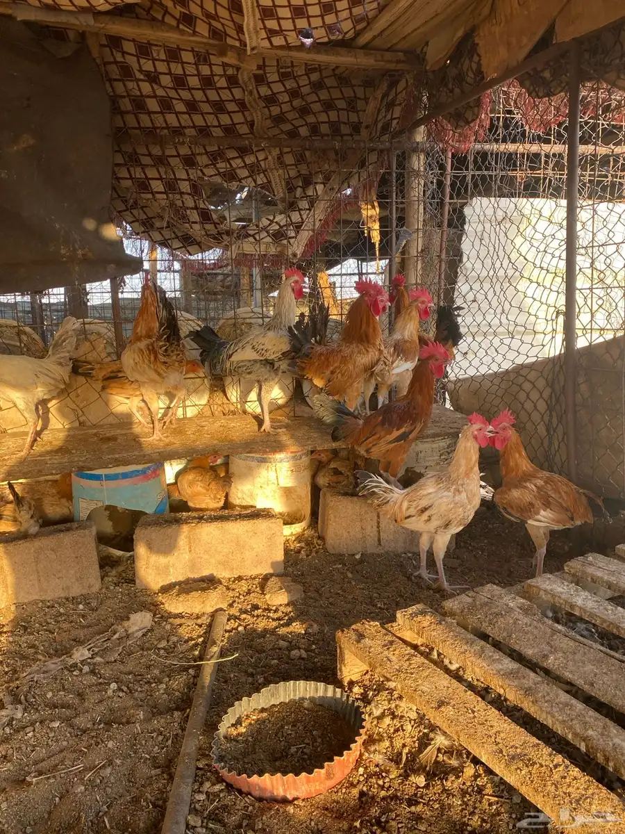 للبيع دجاج فوق 50 حبه 3