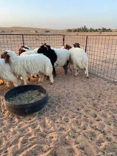 نعيم طيبه ( تم البيع ) 5