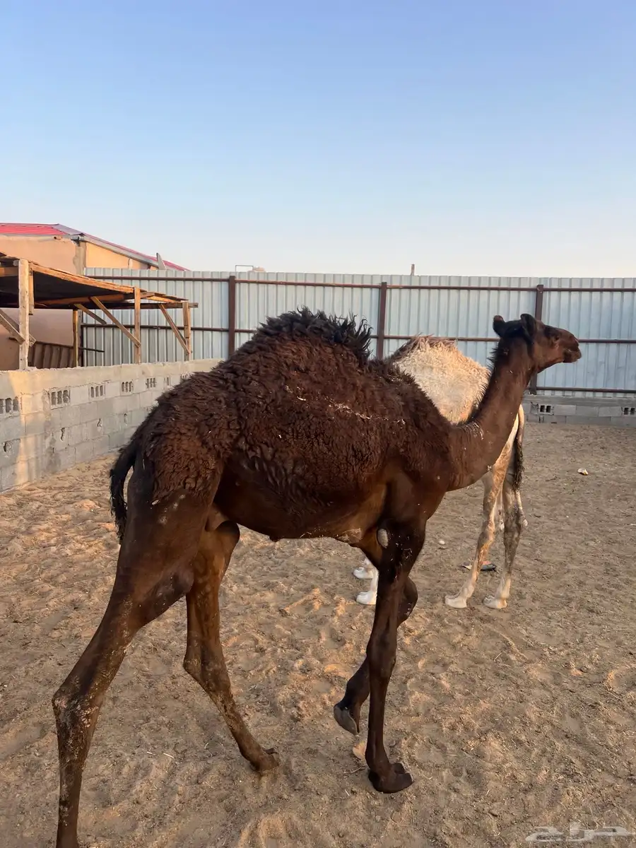 حشوان قعدان 1