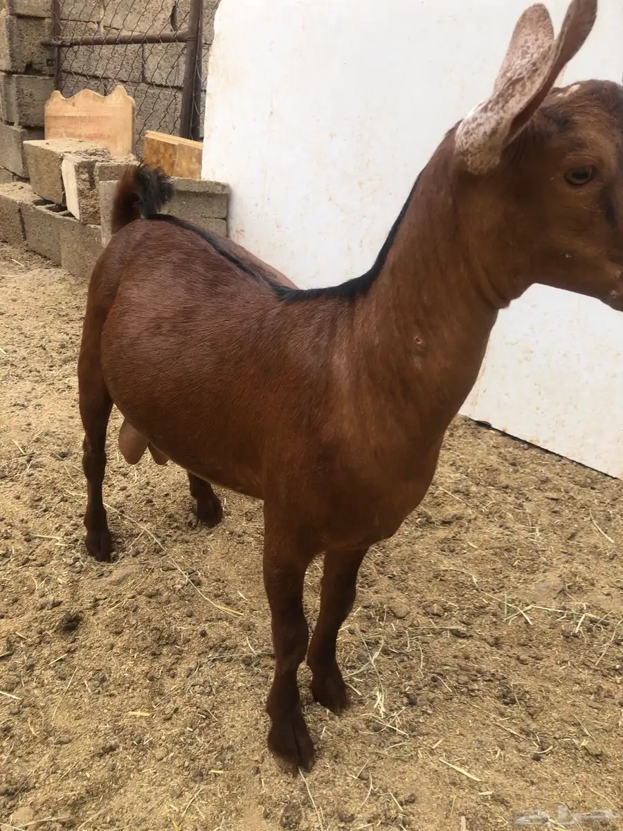 عدد ثنين تيس جذعان بلدي 3