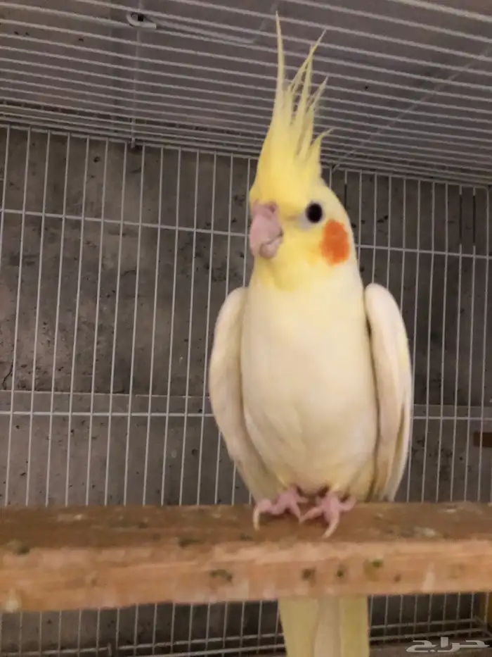 انثى كروان لاتينو منتجه و اليفه (( تم البيع )) 2