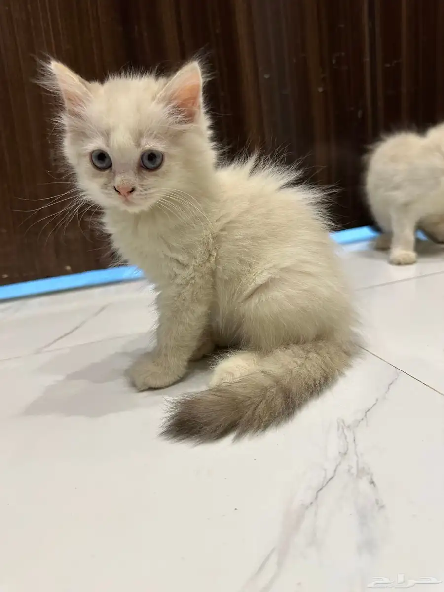 قطط هيمالايا للبيع 6