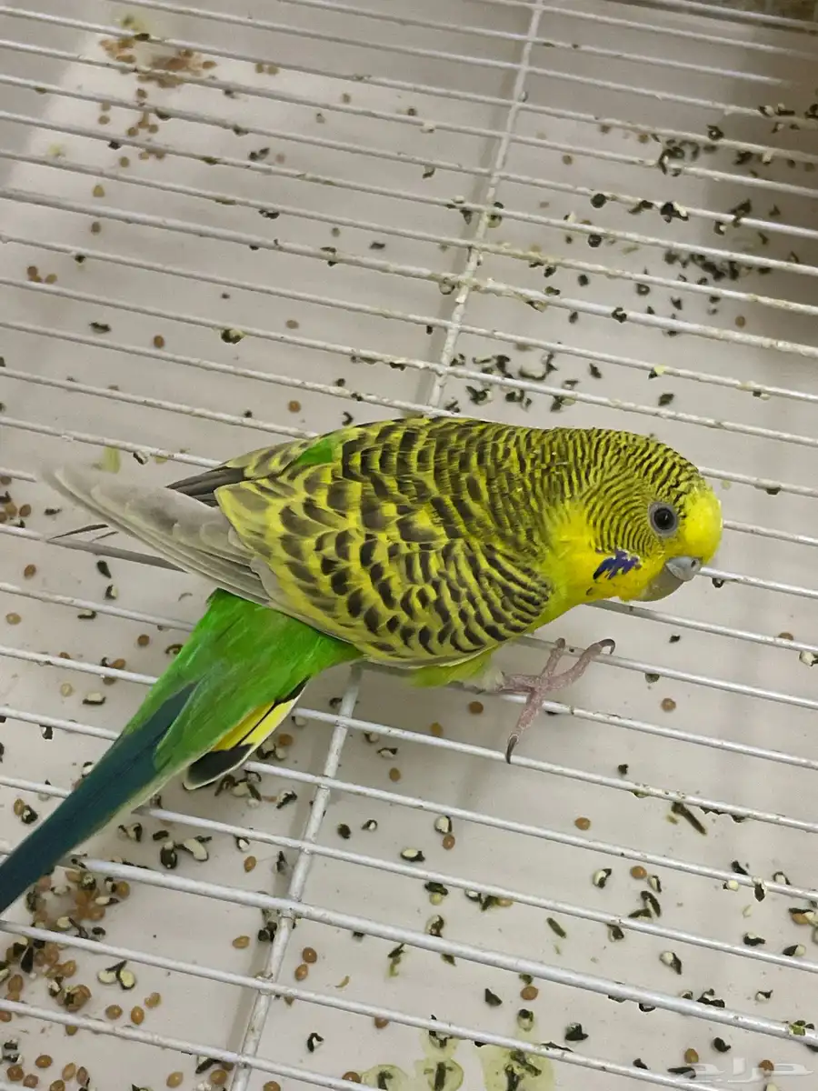 عصفور سبب البيع السفر العمر ثلاث شهور رقم التواصل 056918423 0