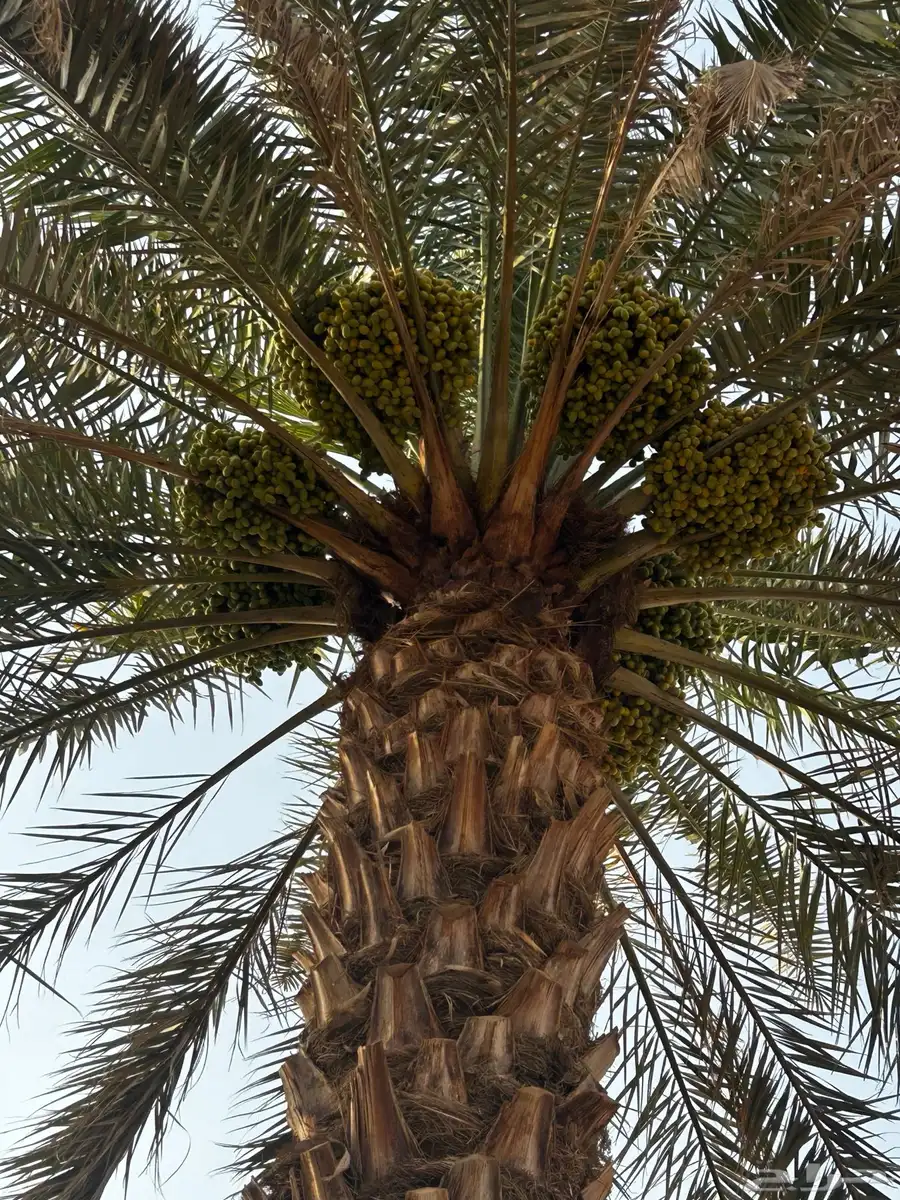 الشديده 2
