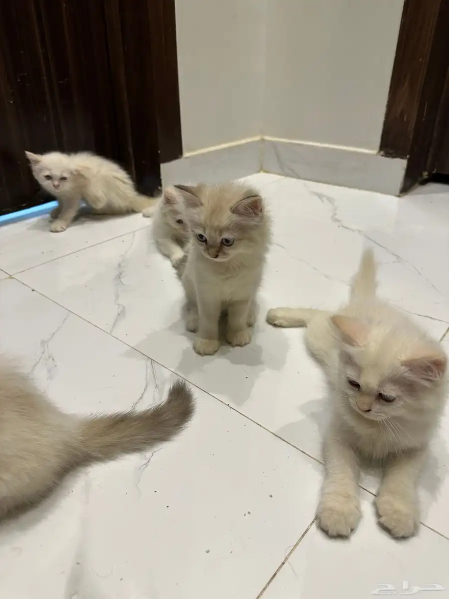 قطط هيمالايا للبيع 4