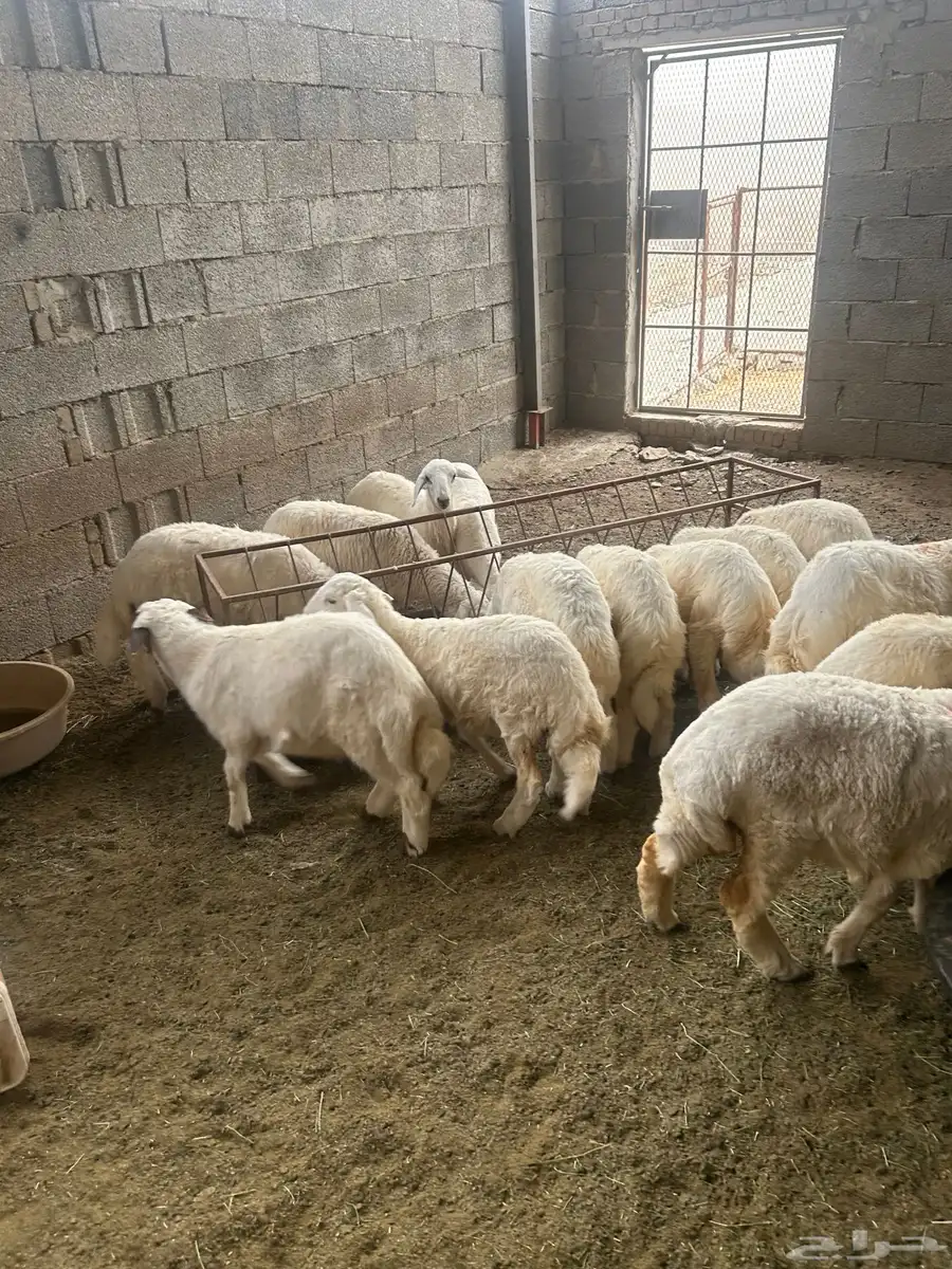 طليان للبيع العدد 14 0