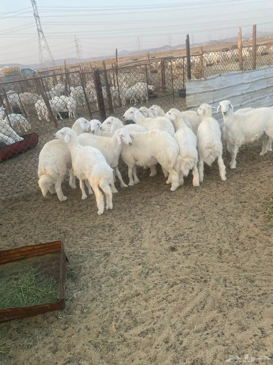 طليان حري فاخر للمناسبات 2
