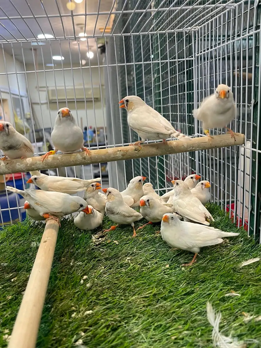 طيورزوبرا 0