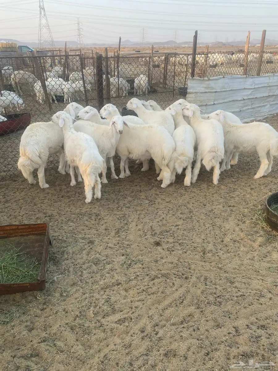 طليان حري فاخر للمناسبات 1