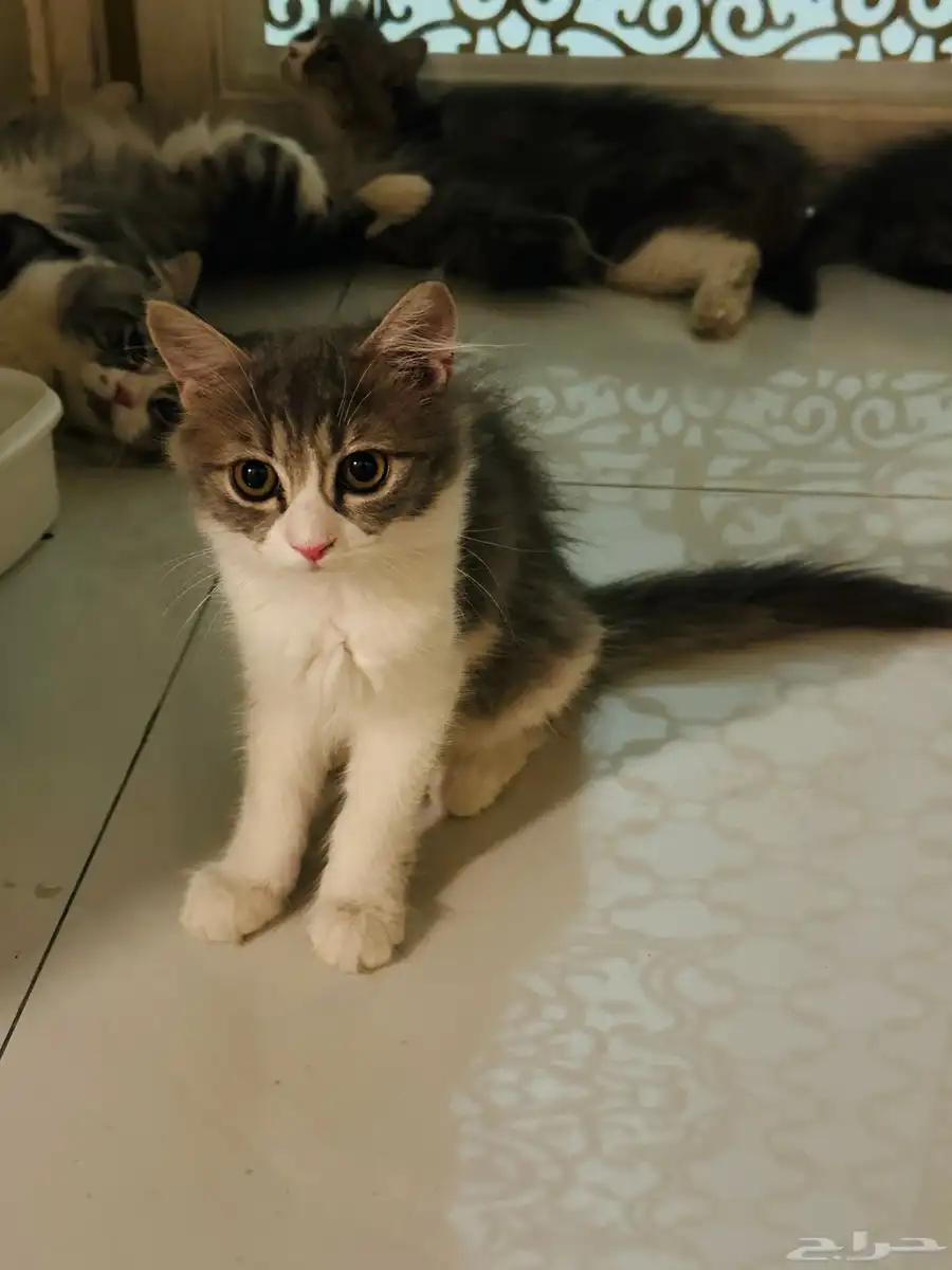 Cat-free adoption 0