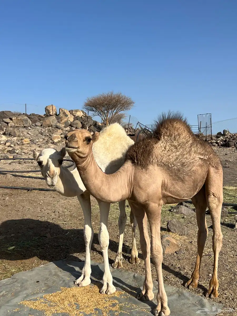 قعدان 0