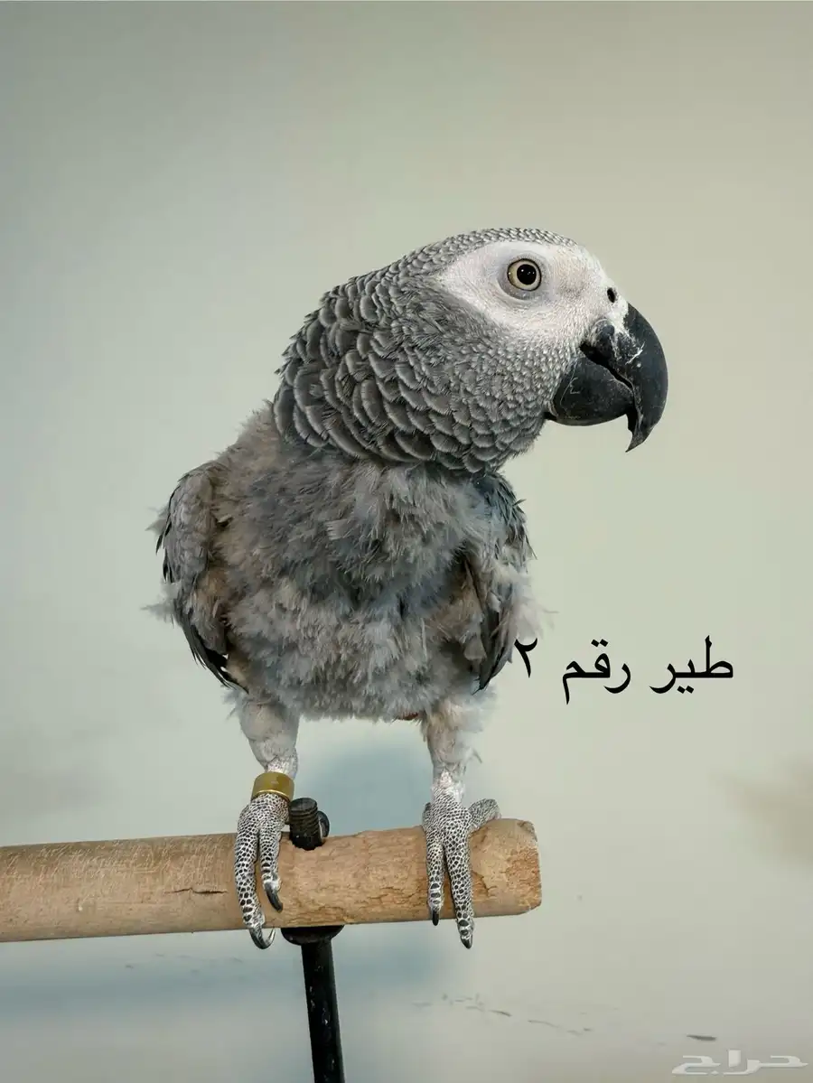 كاسكو عددهم اثنين معا ملحقاتهم البيع عاجل ان شاء الله 11