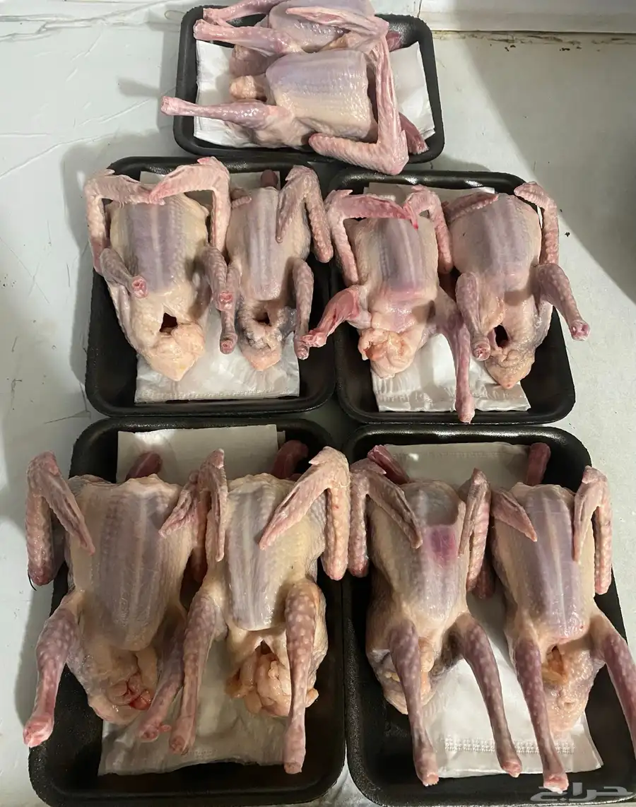 فراخة حمام ذبح اليوم طازج 4