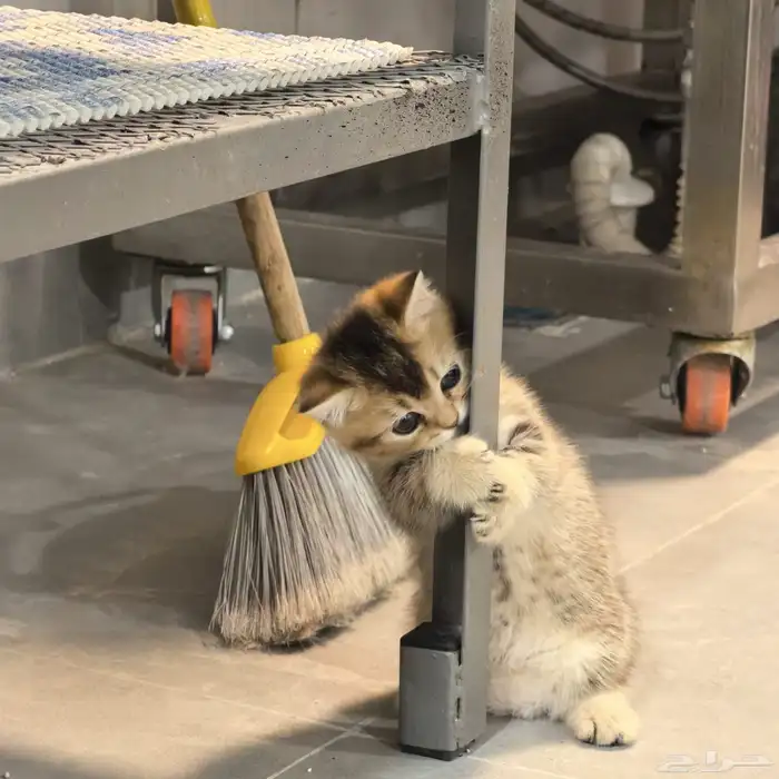 قط برتش منشكن شورت هير(تم البيع) British minchkin short hire 0