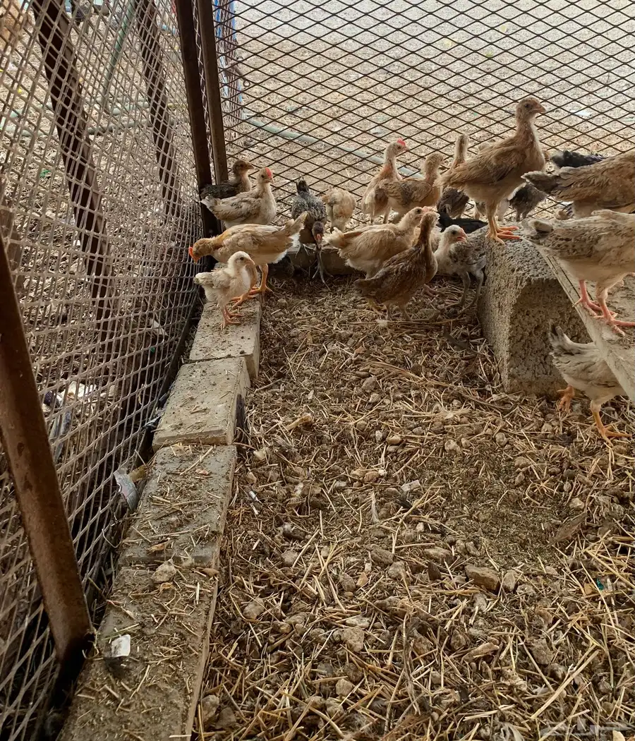 للبيع صوص بلدي فواتح 5