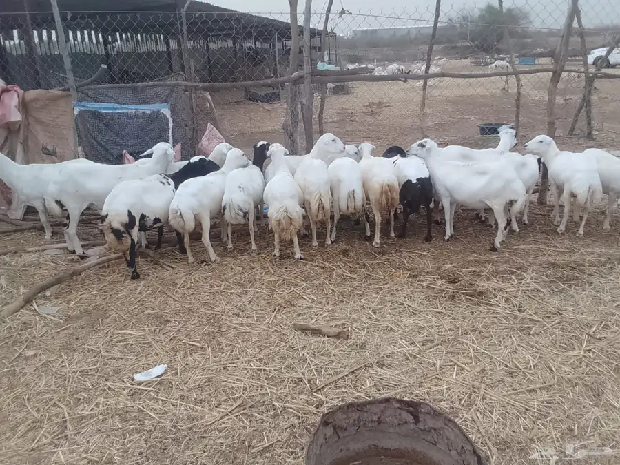 ضأن قريب على الشرط العدد 20 من الجدع إلى الربع 4