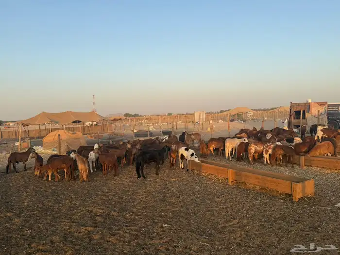 سواكن للبيع العدد 96 الإعمار 7 اشهر 5