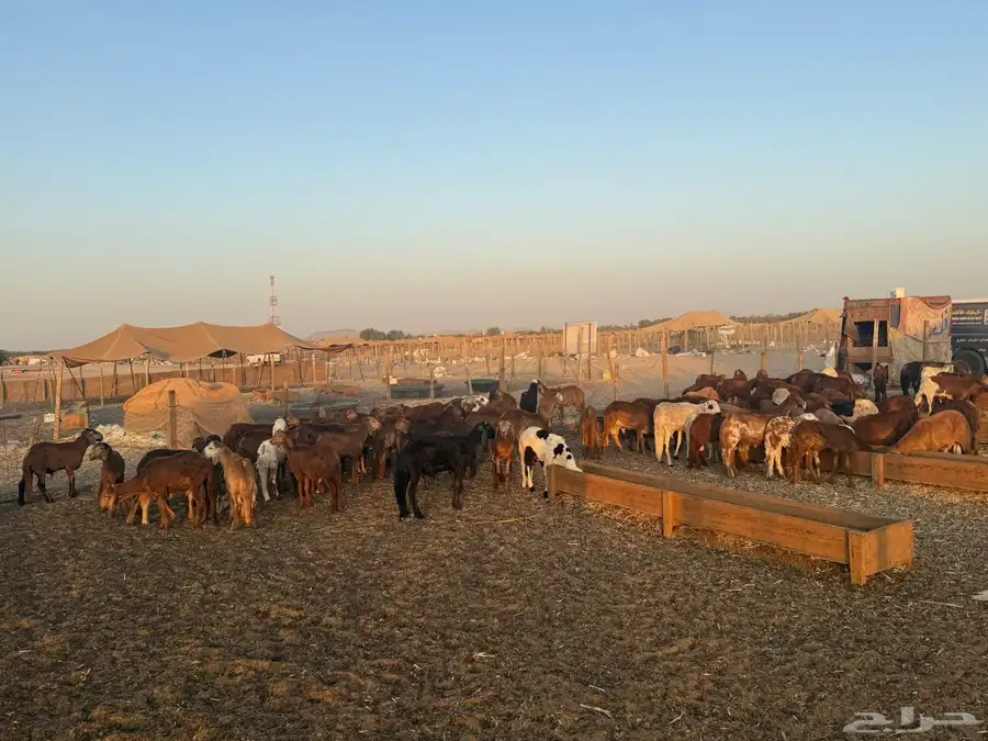 سواكن للبيع العدد 96 الإعمار 7 اشهر 5