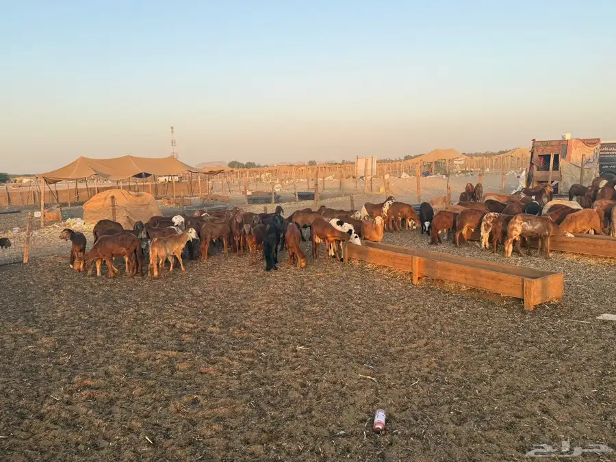 سواكن للبيع العدد 96 الإعمار 7 اشهر 3