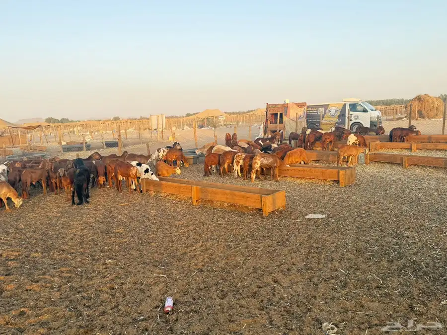 سواكن للبيع العدد 96 الإعمار 7 اشهر 9