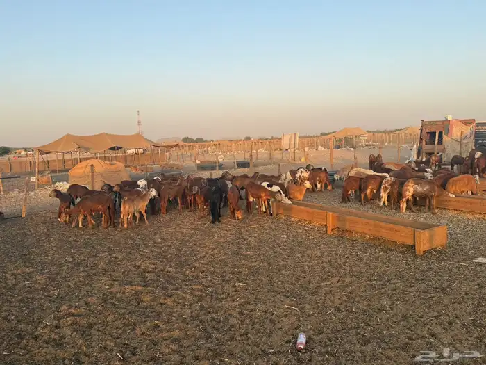 سواكن للبيع العدد 96 الإعمار 7 اشهر 7