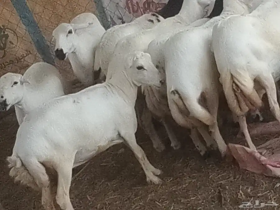 ضأن قريب على الشرط العدد 20 من الجدع إلى الربع 1