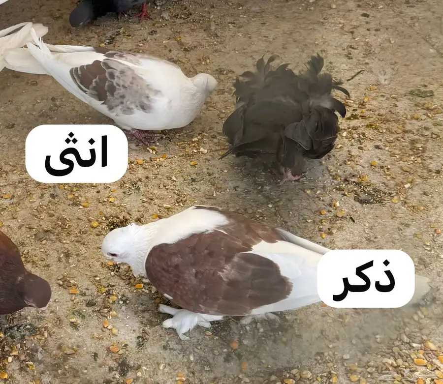 حمام زوج حب رمان index