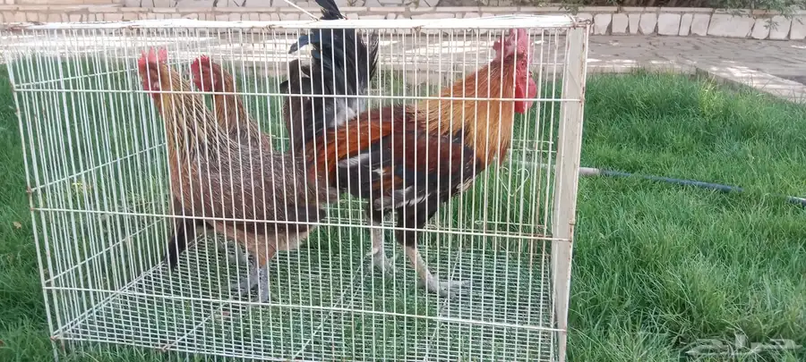 دجاج عربي ترثه لون مميز نوادر 1