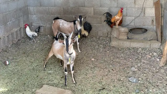 فحول تيوس هجين وعل لون الصحراوي 0