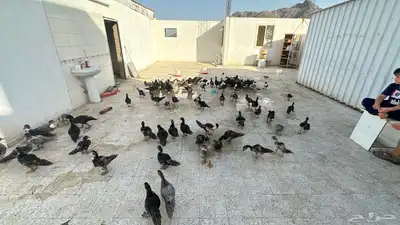 بط بلدي 0