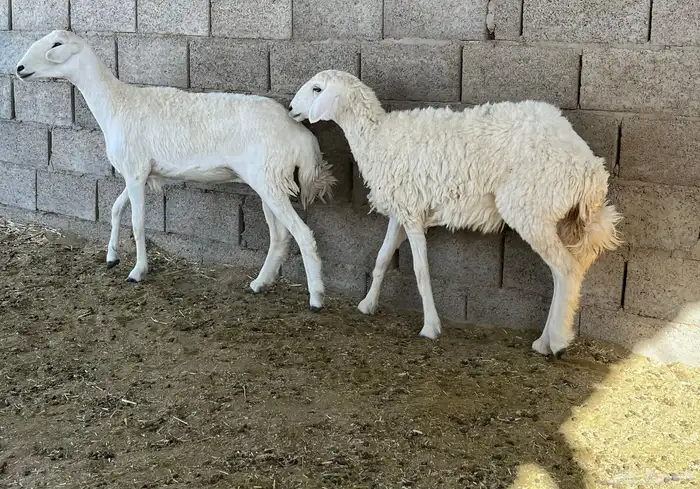 حريات(تم البيع) 2